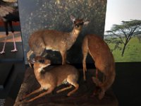 Afrikamuseum-2019-09-26-162