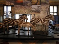 Afrikamuseum-2019-09-26-177