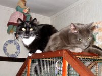 Filou+César(Fev04)8