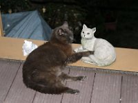 IMG 0034
