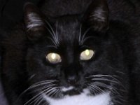 filou2