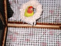 Coco(Dec2005)-01