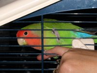 Pitou-(Dec2005)1
