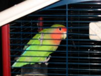 Pitou-(Dec2005)3