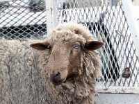 Fauna-010