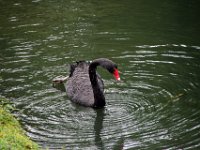 Fauna-018