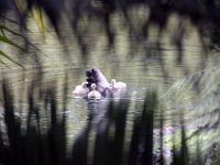 Fauna-020