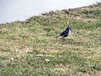 Fauna-026