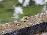 Fauna-028