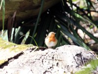 Fauna-029
