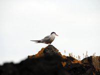 Fauna-036