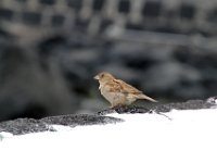 Fauna-037