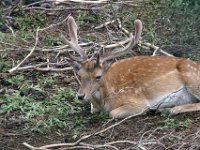 Fauna-042