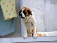 Fauna-050
