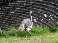 Fauna-051