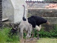 Fauna-053