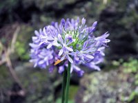 Flora-007