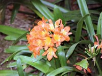 Flora-008