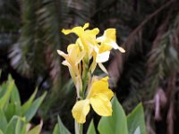 Flora-009