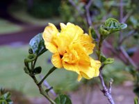 Flora-011