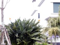 Flora-016