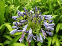 Flora-018