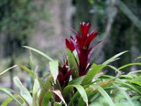 Flora-020
