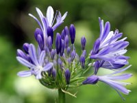 Flora-021