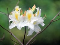 Flora-022