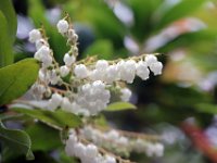 Flora-023