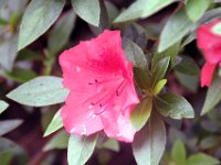 Flora-024
