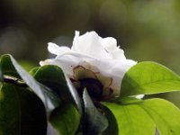 Flora-025