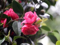Flora-026