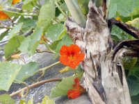 Flora-028