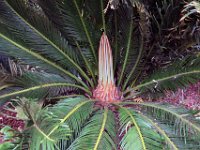 Flora-030