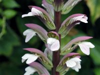 Flora-032