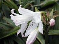 Flora-033