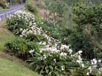 Flora-034