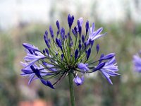Flora-035