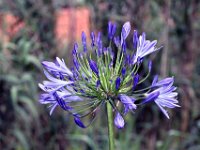 Flora-036