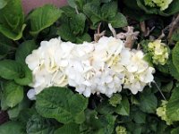 Flora-037