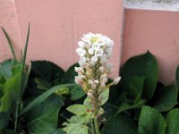 Flora-038