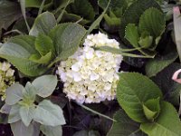Flora-039