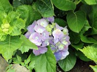 Flora-040