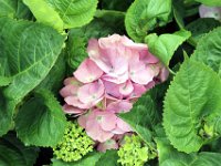 Flora-041