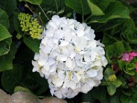 Flora-042