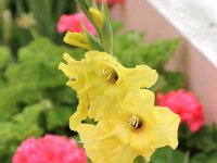 Flora-043