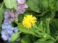 Flora-044