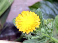 Flora-045