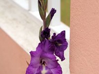 Flora-046